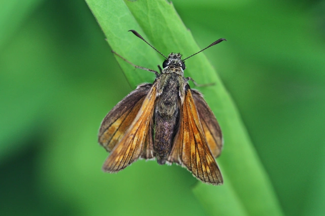 Ochlodes sylvanus - erdei busalepke