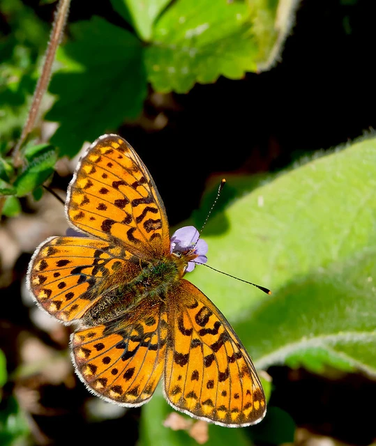 Boloria euphrosyne - árvácska-gyöngyházlepke
