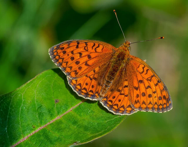 Argynnis niobe - ibolya-gyöngyházlepke