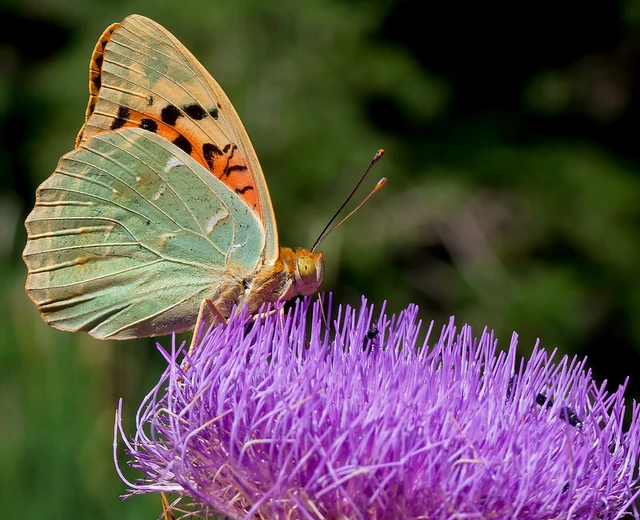 Argynnis pandora - zöldes gyöngyházlepke