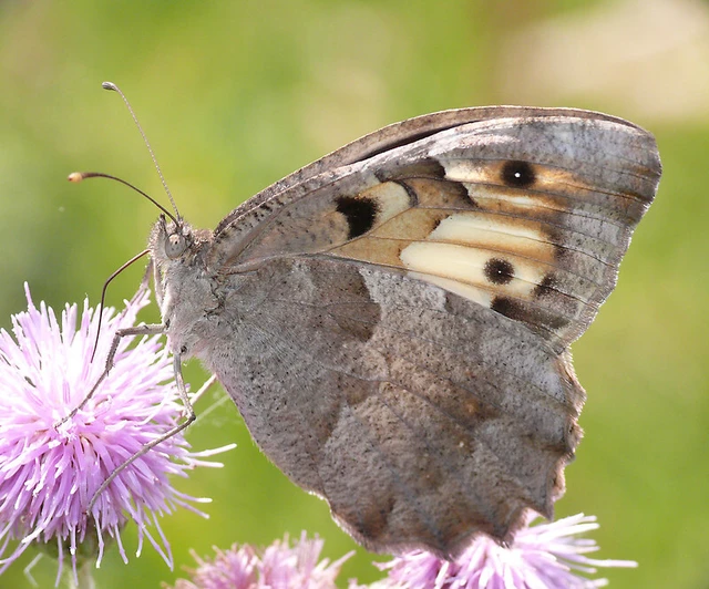 Chazara briseis - tarka szemeslepke