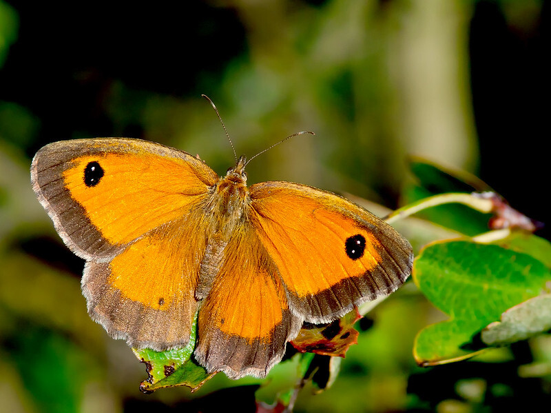 Pyronia tithonus - kis ökörszemlepke
