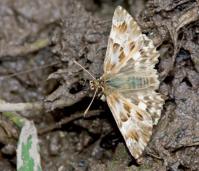Carcharodus lavatherae - tisztesfű-busalepke