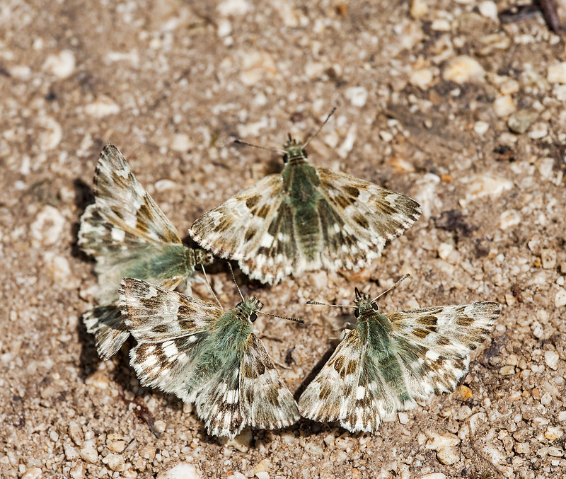 Carcharodus lavatherae - tisztesfű-busalepke