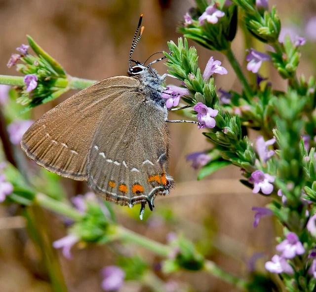 Satyrium ilicis - tölgyfa-csücsköslepke