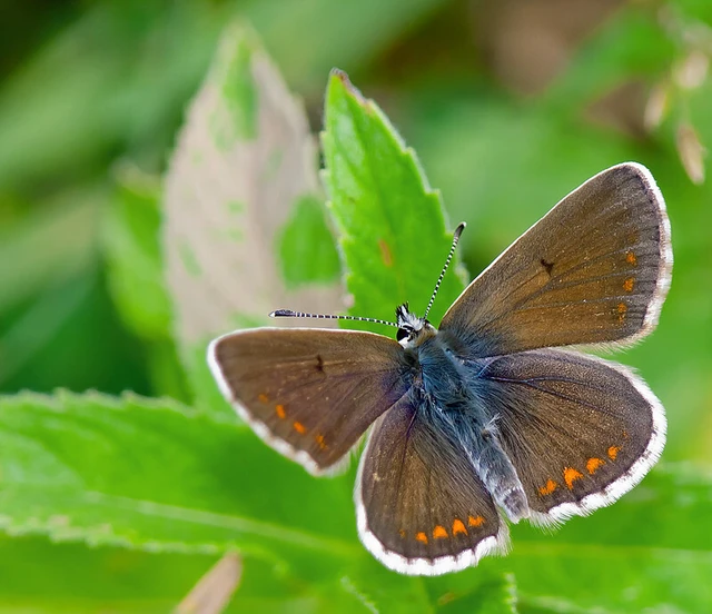 Aricia artaxerxes issekutzi - bükki szerecsenboglárka