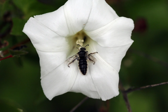 Hymenoptera - Hártyásszárnyúak