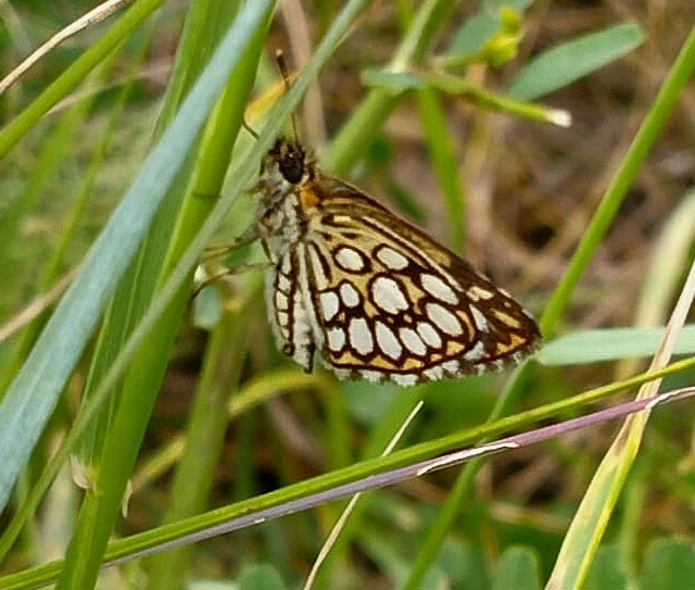 Heteropterus morpheus - tükrös busalepke