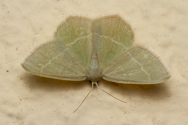 Chlorissa viridata - üdezöld araszoló