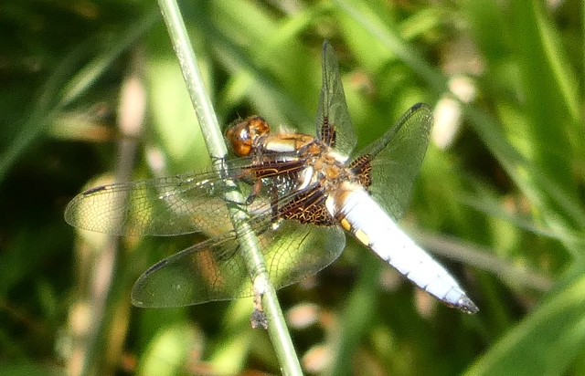 Libellula depressa - széles laposacsa