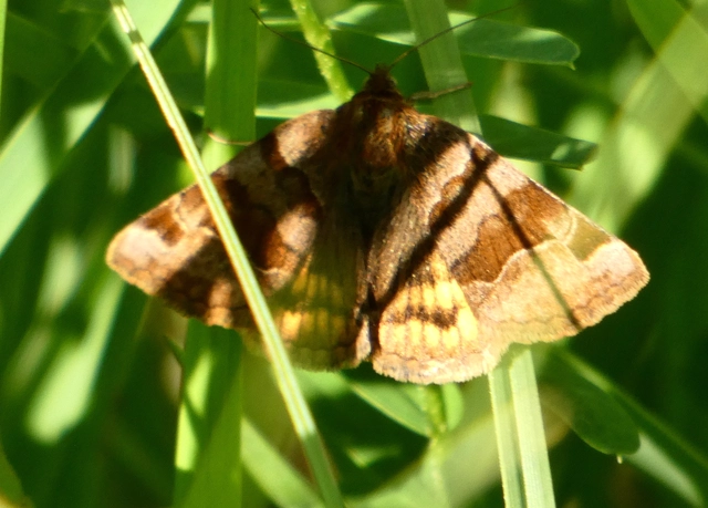 Euclidia glyphica - közönséges nappalibagoly