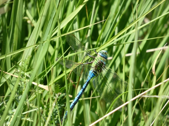 Anax imperator - zöld óriásacsa