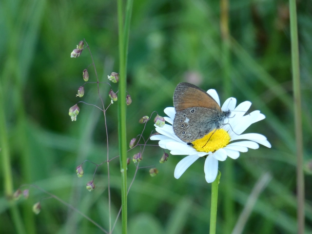 Coenonympha glycerion - közönséges szénalepke