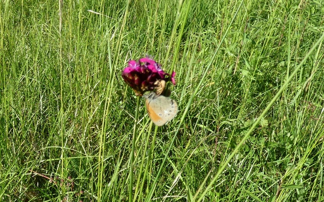 Coenonympha glycerion - közönséges szénalepke