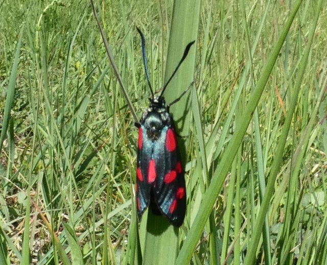 Zygaena filipendulae - acélszínű csüngőlepke