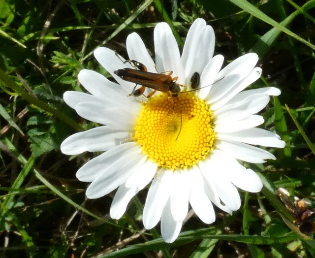 Oedemera podagrariae - székfű-álcincér