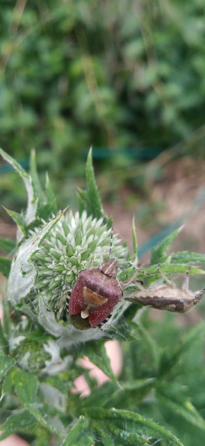 Dolycoris baccarum - közönséges bogyómászó-poloska Dolycoris baccarum - közönséges bogyómászó-poloska