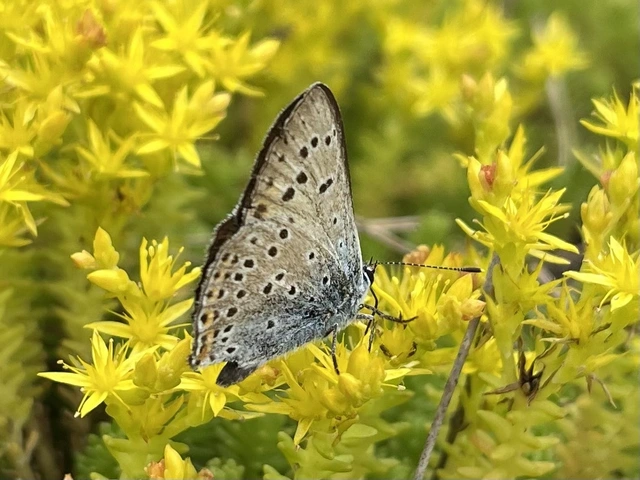 Lycaena alciphron - ibolyás tűzlepke