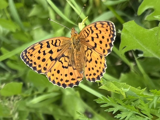 Brenthis daphne - málna-gyöngyházlepke