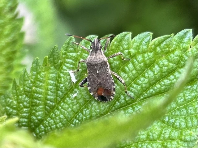 Ceraleptus gracilicornis - tüskéslábú karimáspoloska
