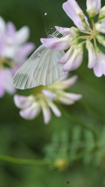 Leptidea sinapis - mustárlepke