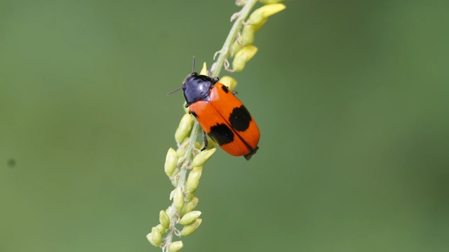 Clytra laeviuscula - fűzfa-zsákhordóbogár