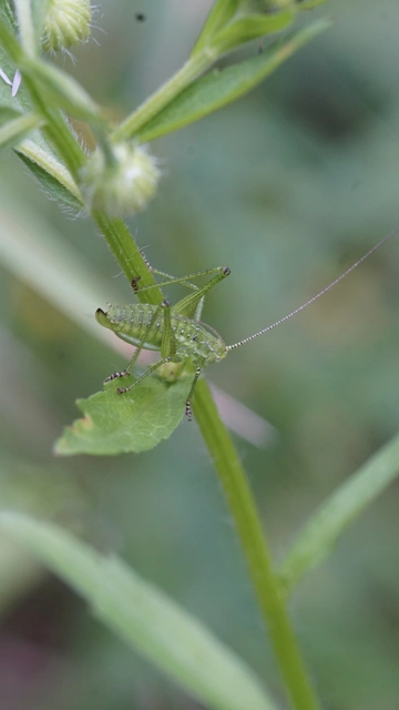 Leptophyes albovittata - közönséges virágszöcske