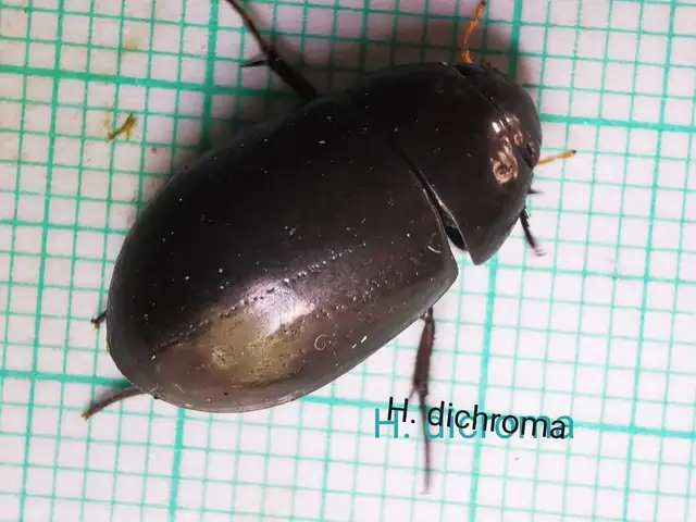 Hydrochara dichroma - keleti csibor