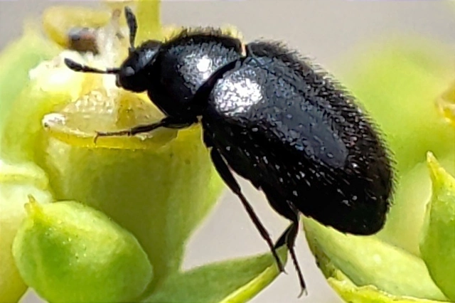 Phradonoma villosulum - pusztai porva