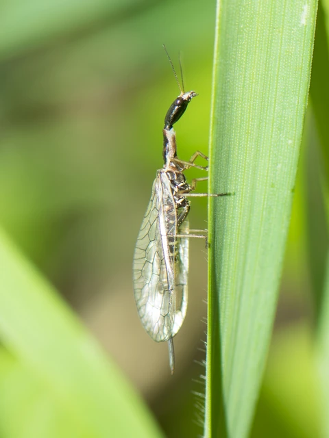 Raphidioptera - Tevenyakú-fátyolkák