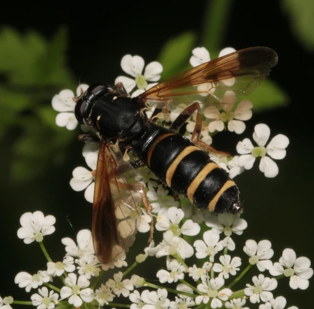 Temnostoma bombylans - fekete tigrislégy