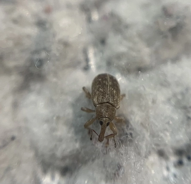 Dorytomus puberulus - feketenyár-hangormányos