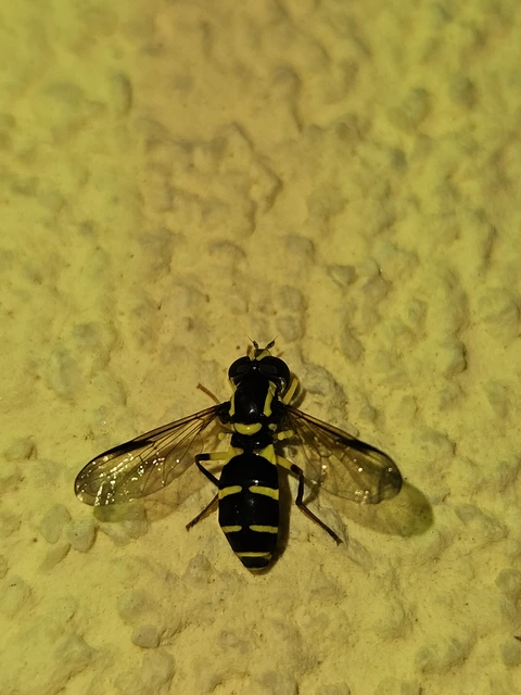 Xanthogramma dives - foltosszárnyú oldalsávoslégy