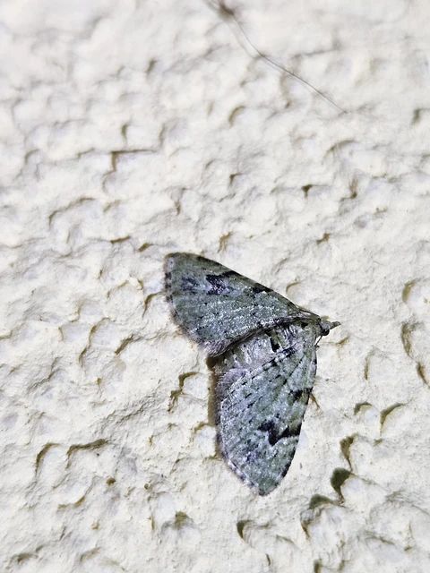 Chloroclystis v-ata - zöldes törpearaszoló