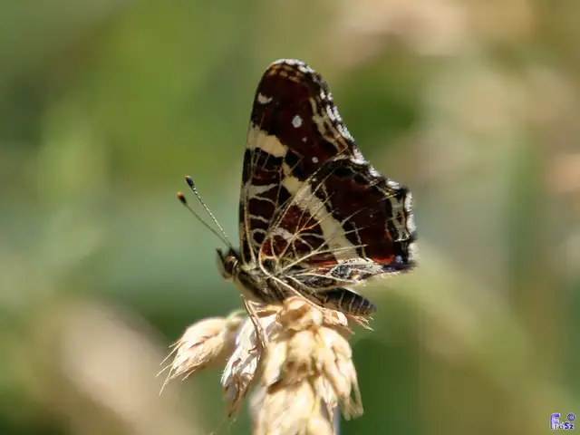 Araschnia levana - pókhálós lepke