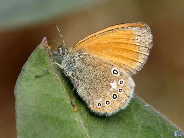 Coenonympha glycerion - közönséges szénalepke