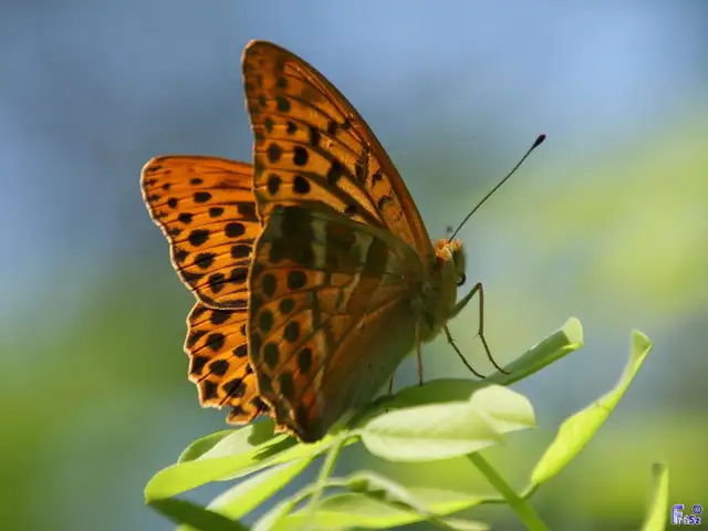 Argynnis paphia - nagy gyöngyházlepke