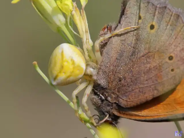 Thomisus onustus - fehér karolópók