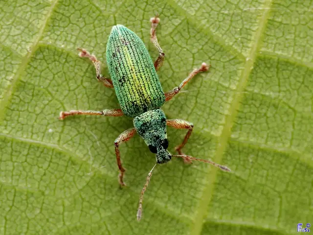Polydrusus formosus - selymes lombormányos