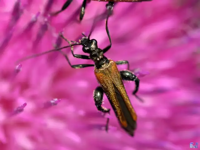Oedemera femorata - sárgahátú álcincér