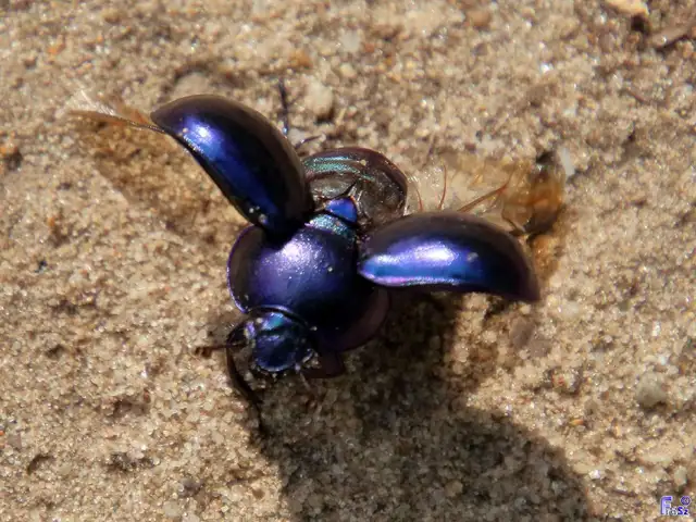 Trypocopris vernalis - tavaszi álganéjtúró