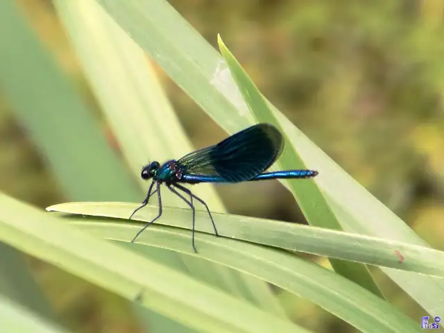 Calopteryx splendens - sávos szitakötő