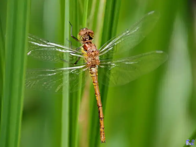 Sympetrum striolatum - harántsávos katona-szitakötő