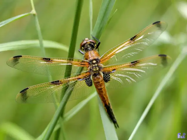 Libellula quadrimaculata - négyfoltos laposacsa
