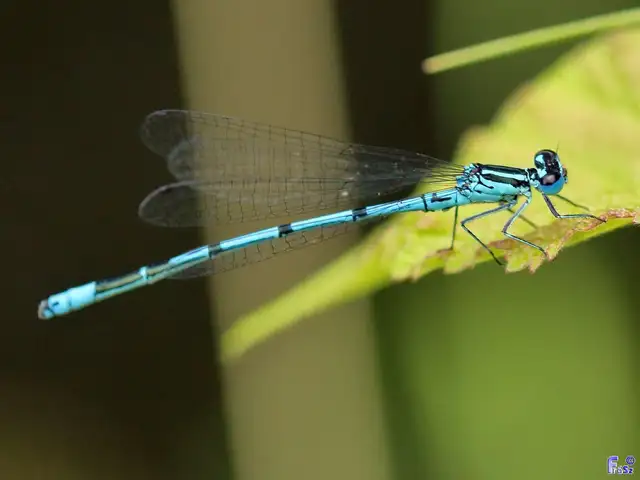 Coenagrion puella - azúrkék légivadász