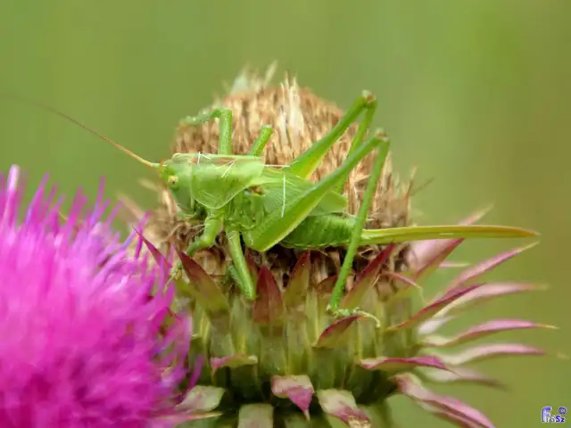 Tettigonia viridissima - zöld lombszöcske