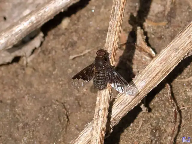 Hemipenthes morio - közönséges gyászlégy