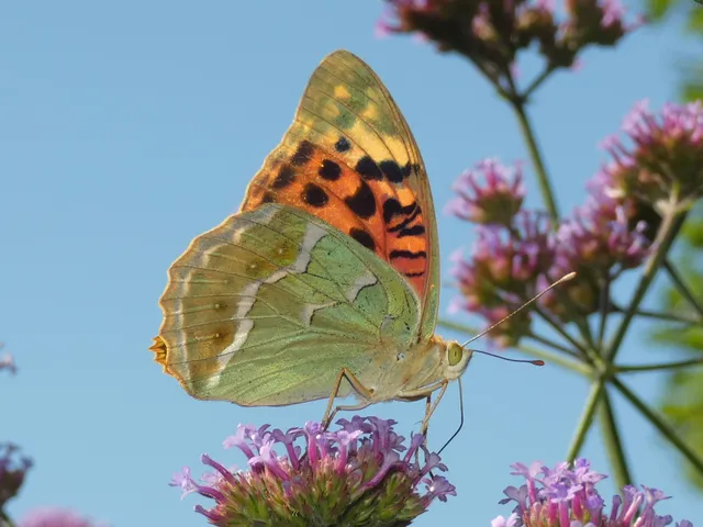 Argynnis pandora - zöldes gyöngyházlepke