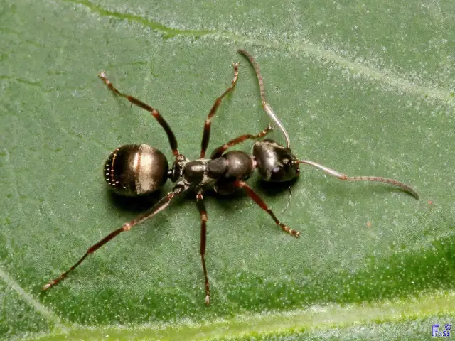 Formica fusca - kormos rabszolgahangya