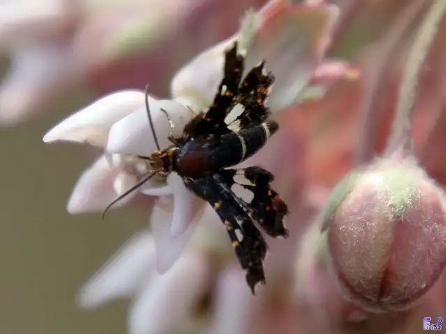 Thyris fenestrella - gyakori ablakosmoly